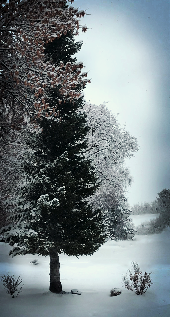 Winter Tree